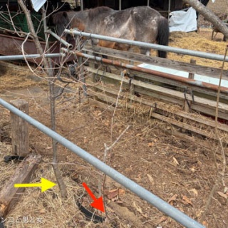 馬とニャンコと男と女