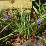 すみ子の小鳥が憩う手作りガーデン