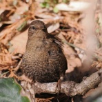 野鳥は可愛い♪ ２