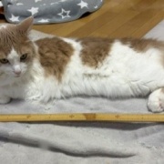 テレビが気になる猫としまむらの名馬セレクショングッズ