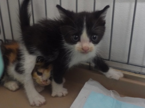 【登場猫紹介】Gキトゥンズ2024　20260123