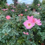 ハックン俳句でしょ！　　　　　　　　～愛犬ハックと俳句を楽しむ日々～