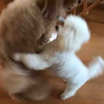 よりみち日記・・・保護犬預かり記録