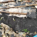 芽の出た玉ねぎを処理