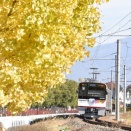 11月16日撮影　アルピコ交通にて黄色く色づいた銀杏と