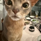 普段の日のしゃぶしゃぶの夜ごはん