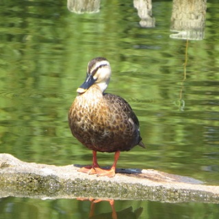 花鳥いろいろ 四季の野鳥