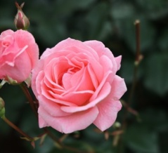 ロマンス詐欺とは縁がないらしい