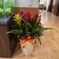 エントランスに咲く、感謝の彩り🌺