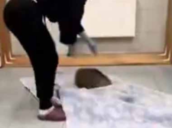 うちのネコはまだ知らなかった。私が物置に大きな囲いを置く。ちょっ！ → 猫、襲われます…