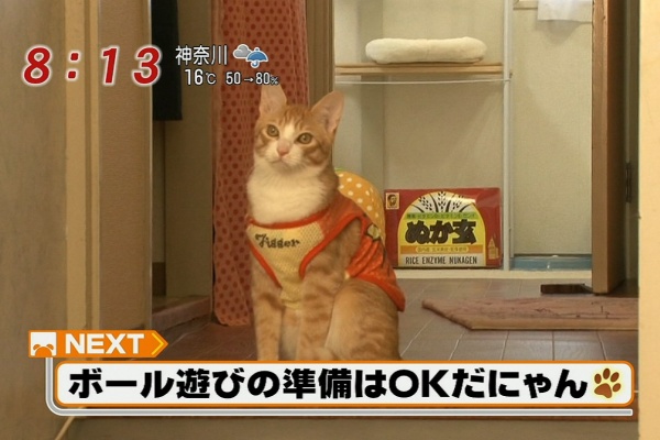 りんごのブログ園 - 猫