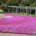 芝桜