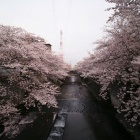 『投稿：LAOWA9mmF2.8ZERO‐D MFTによる桜　2021/04/08』の画像