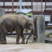 雪が降ってきた♪