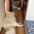 共倒れ中のワンコ🐶