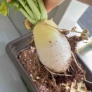 【収穫】家庭菜園2年目の大根