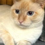 しゃーねこ家のblog