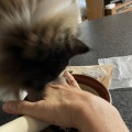 いつになく積極的なテンちゃん
