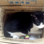 ごごめのつらつら日記