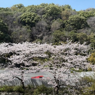 Mikageマダムの夕食レシピ