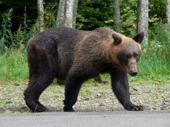知床のヒグマたち、先着順で整列し順番にシャケ漁、割り込みや暴動略奪は起きず