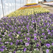 2026年由仁町の花のまつうらさん情報