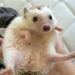 なめぱん