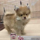 ポメラニアンちゃん🐶のご紹介⭐︎