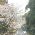 桜のトンネルできました！今日（3/28）桜の開花情報！（長崎市・長与町・諫早市）