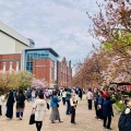 4月9日（木）の花🌸三昧•4…造幣局桜の通り抜け2
