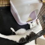 家をさがすのじゃ～～～～