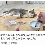 【朗報】もちまる日記さん、新猫加入で3匹体制に移行 ”無限保護ねこ編”に突入
