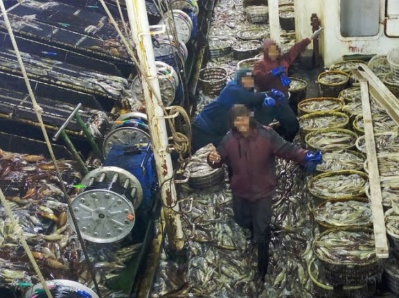 「世界のイカの70％を根こそぎ漁獲」…中国の無法船団、サメまで絶滅に追い込む！