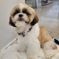 シーズーちゃん🐶