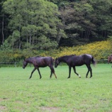 『仲間』の画像