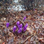 【中古車流通研究所】オーナー日記