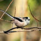 伊奈桟雲の会　句会報告