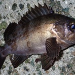  釣果で証明する釣りの理論 ── 私が思うところ。