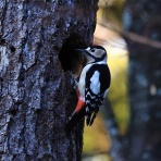 やっちゃんの写真ライフ