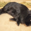 健やかで何よりのひな祭り。