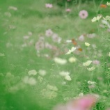 『白いワンコに挨拶した。～急に老けた弟』の画像