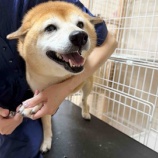 『お手入れのたびに見える小さな成長🐾』の画像