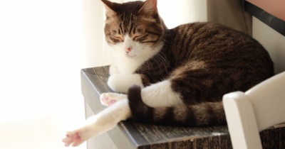 晴れるとうれしい猫ら。