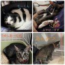 【譲渡誓約】おめでとう✨　その１