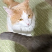 抱っこをしてほしくて順番待ちをする猫