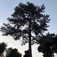 5月31日