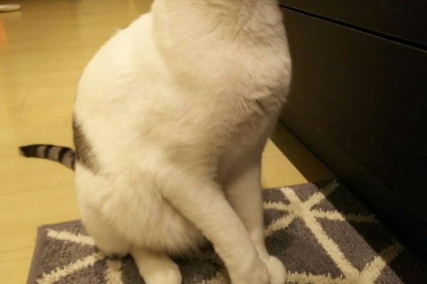 初めて猫を飼い始めましてu2026 - アレルギー(好酸球性肉芽腫)