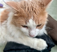 猫は思うとおりにはいかない・・・