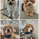 トリミング🐶ブログ