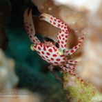 南紀白浜「ミスオーシャンダイビングサービス」今日の海ログ